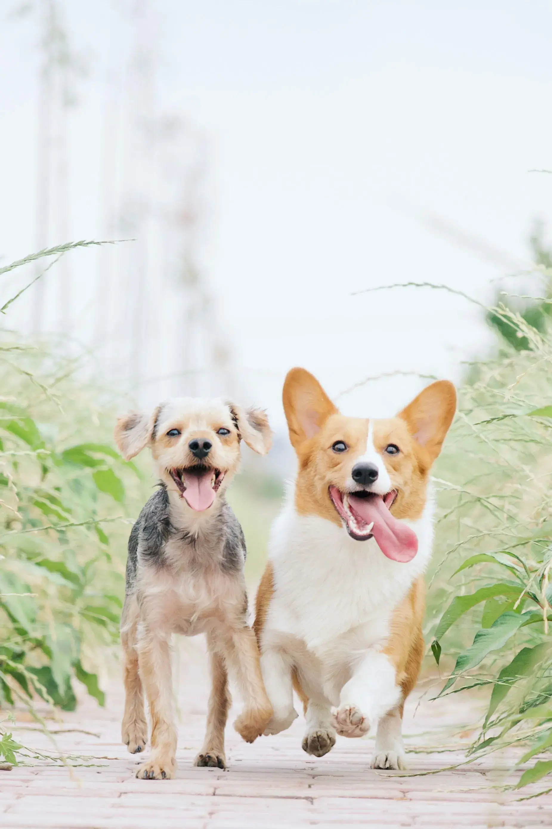 Dog receiving calm therapeutic grooming treatment