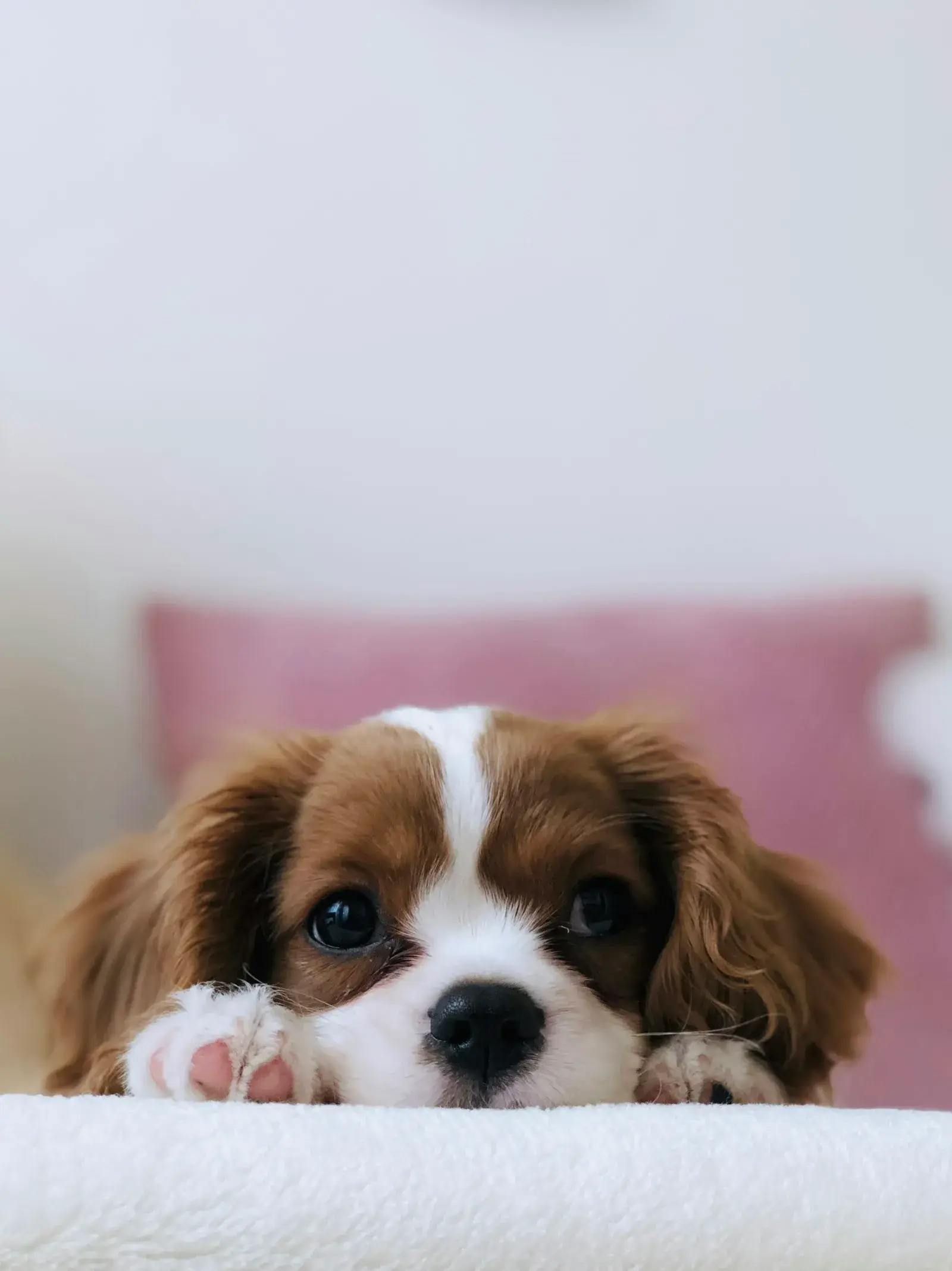 Cavalier puppy receiving gentle, patient handling