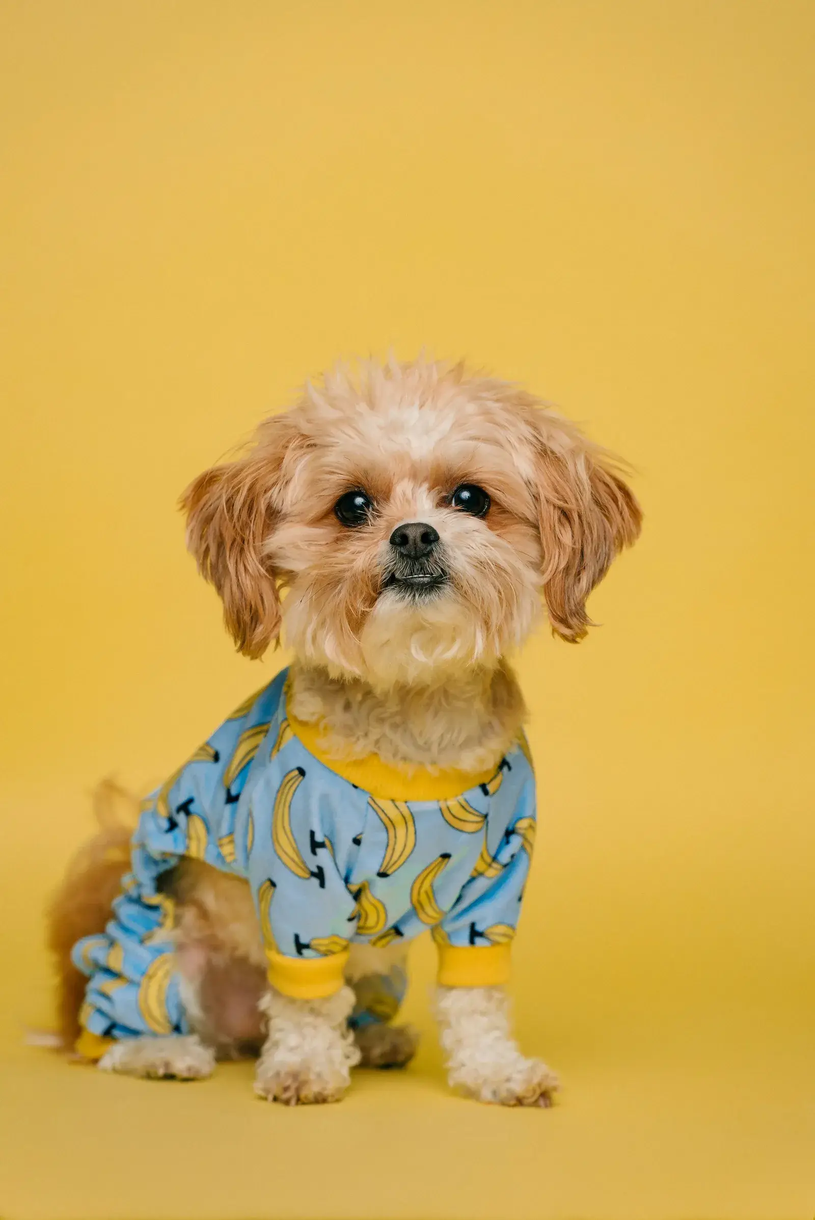 Small dog in colorful Hawaiian shirt, big personality