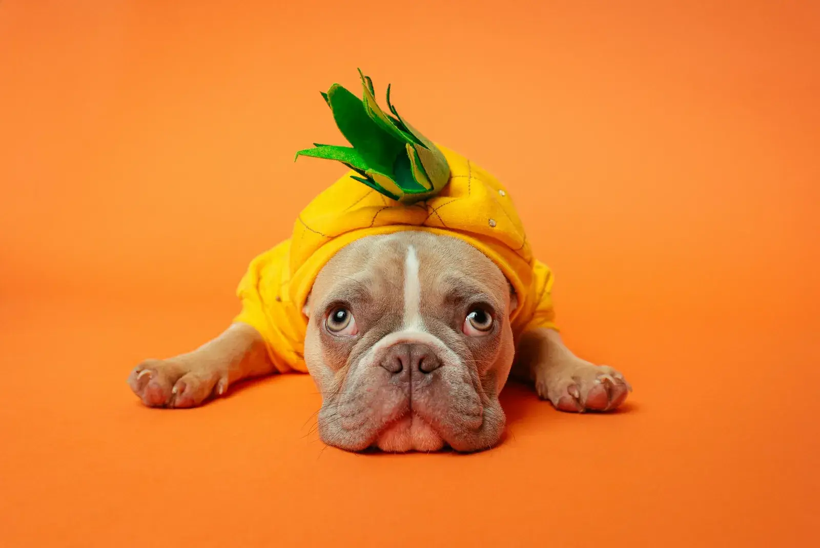 Brachycephalic breed receiving specialist care