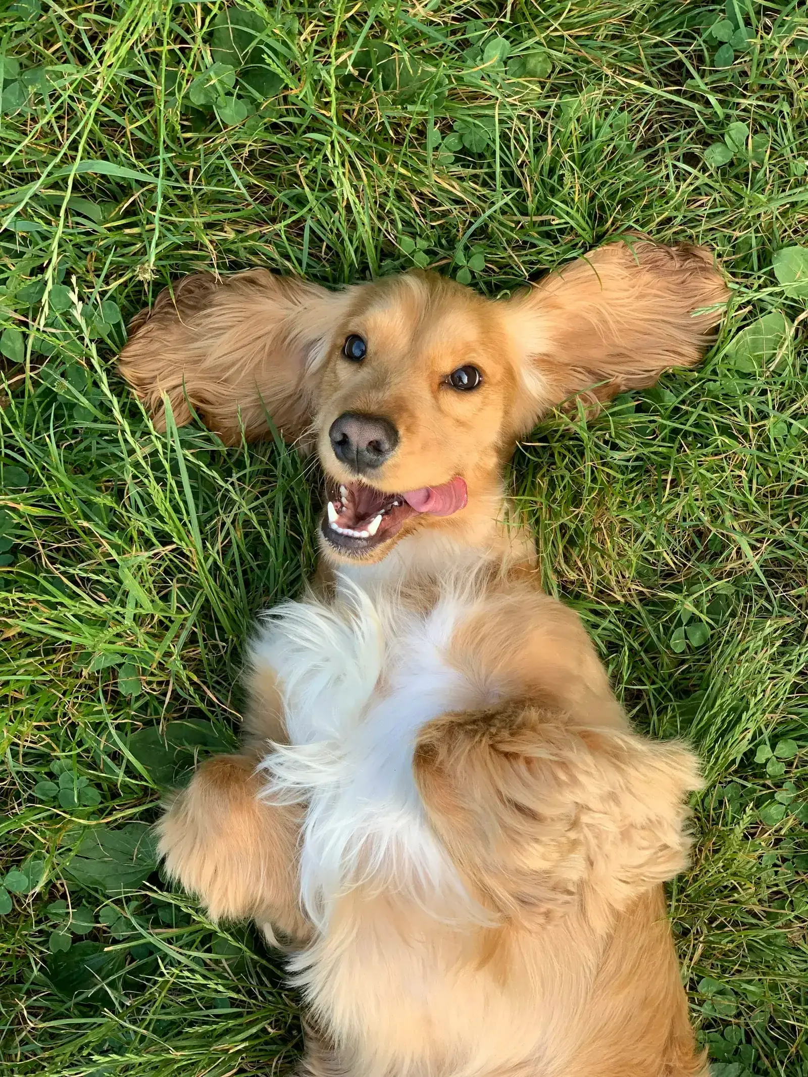 Happy corgi grinning in afternoon sunshine